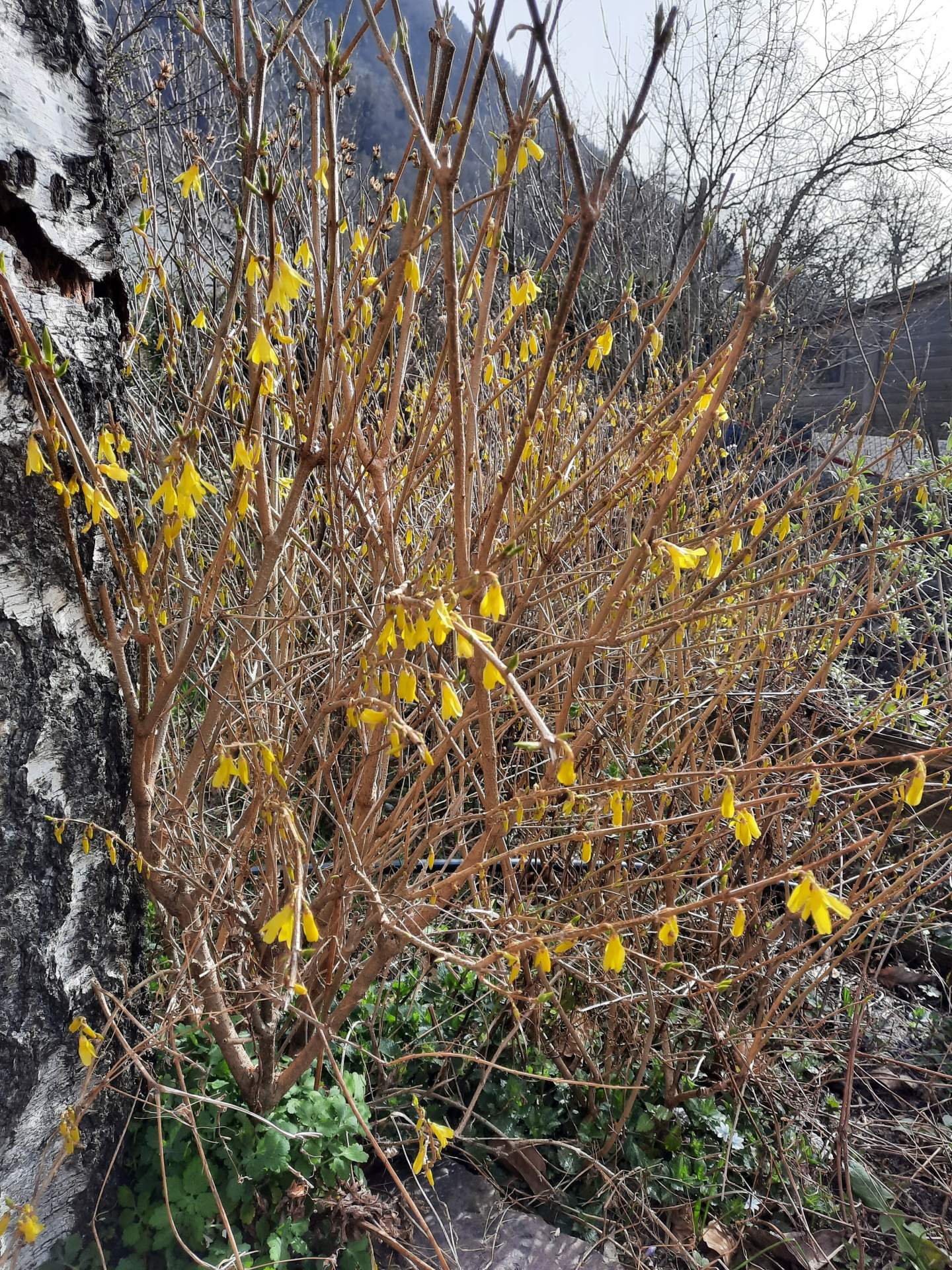 Abb. 3: Aktuell beginnender Erstfrühling: Forsythienblüte (Bild vom Sarganserland)