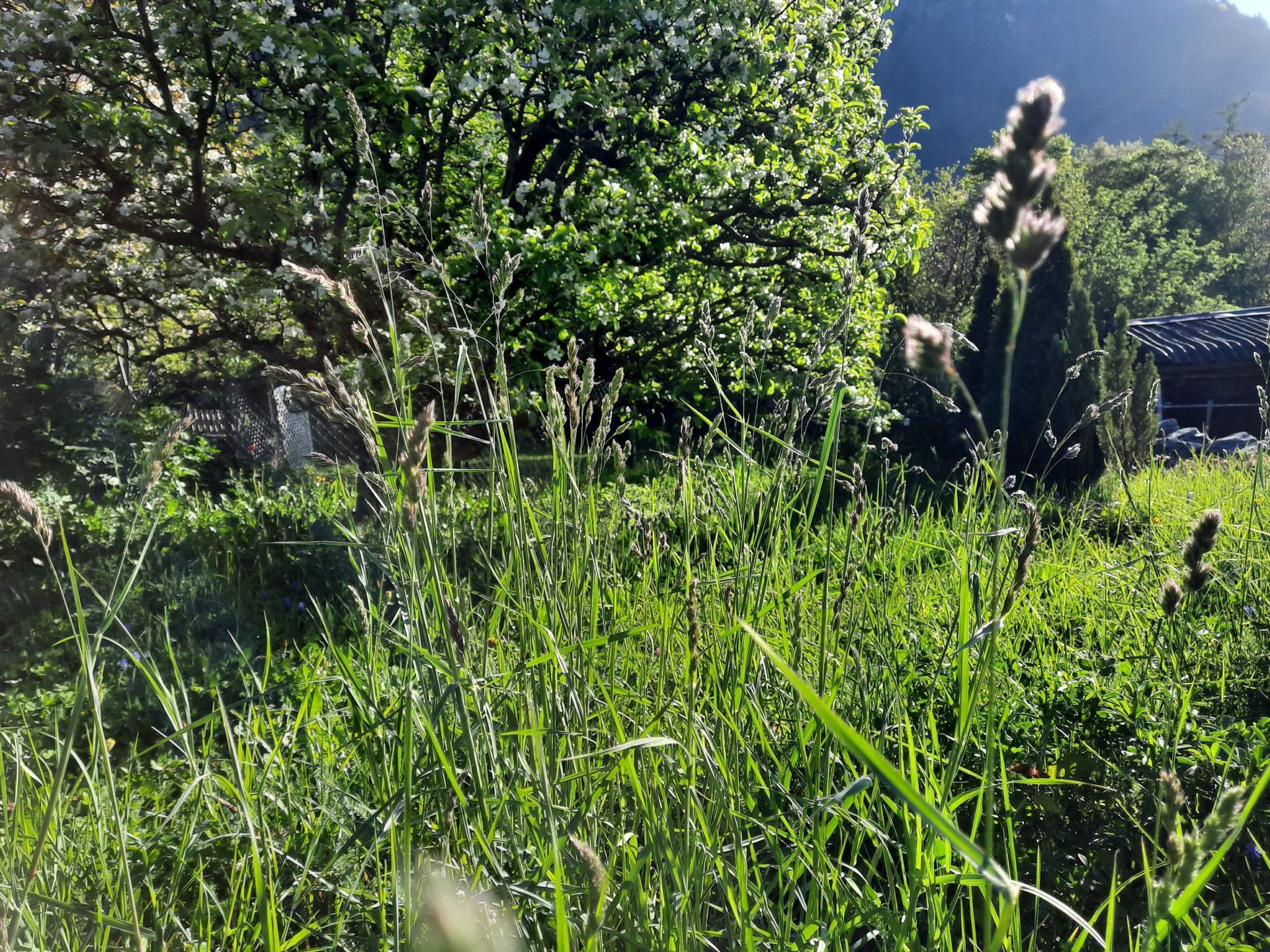 Fig. 4: Au nord des Alpes, la floraison des graminées est imminente (sur la photo, dactyle des prés/Dactylis glomerata)