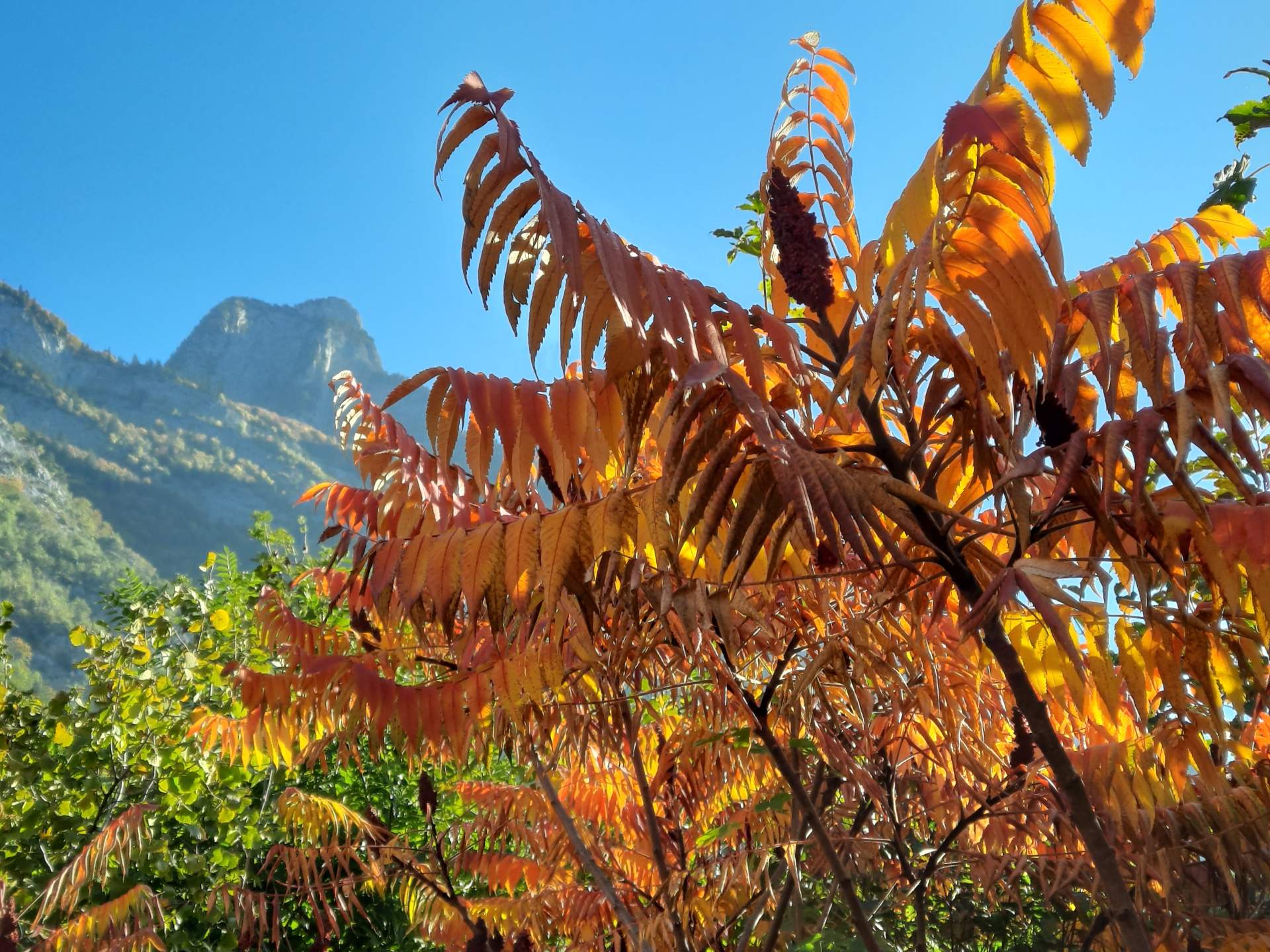 Abb. 2: Der aus Nordamerika stammende Essigbaum zeigt auch bei uns schöne Farbspiele (Bild aus dem Sarganserland)