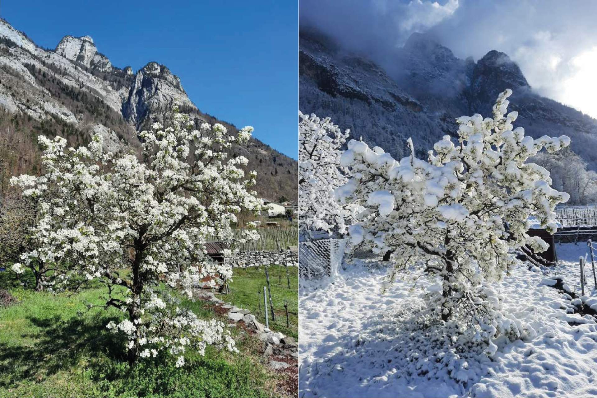 Abb. 4: Später Schnee und Frost, ein Problem für die blühenden Obstbäume