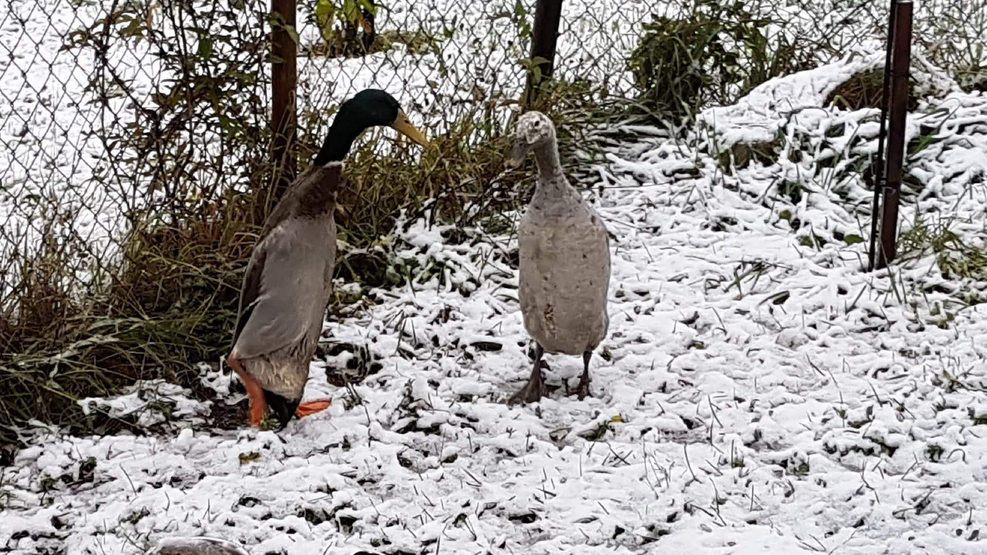 Fig. 2: Canards dans la neige dans le Sarganserland à 500 m le 28 octobre 2018