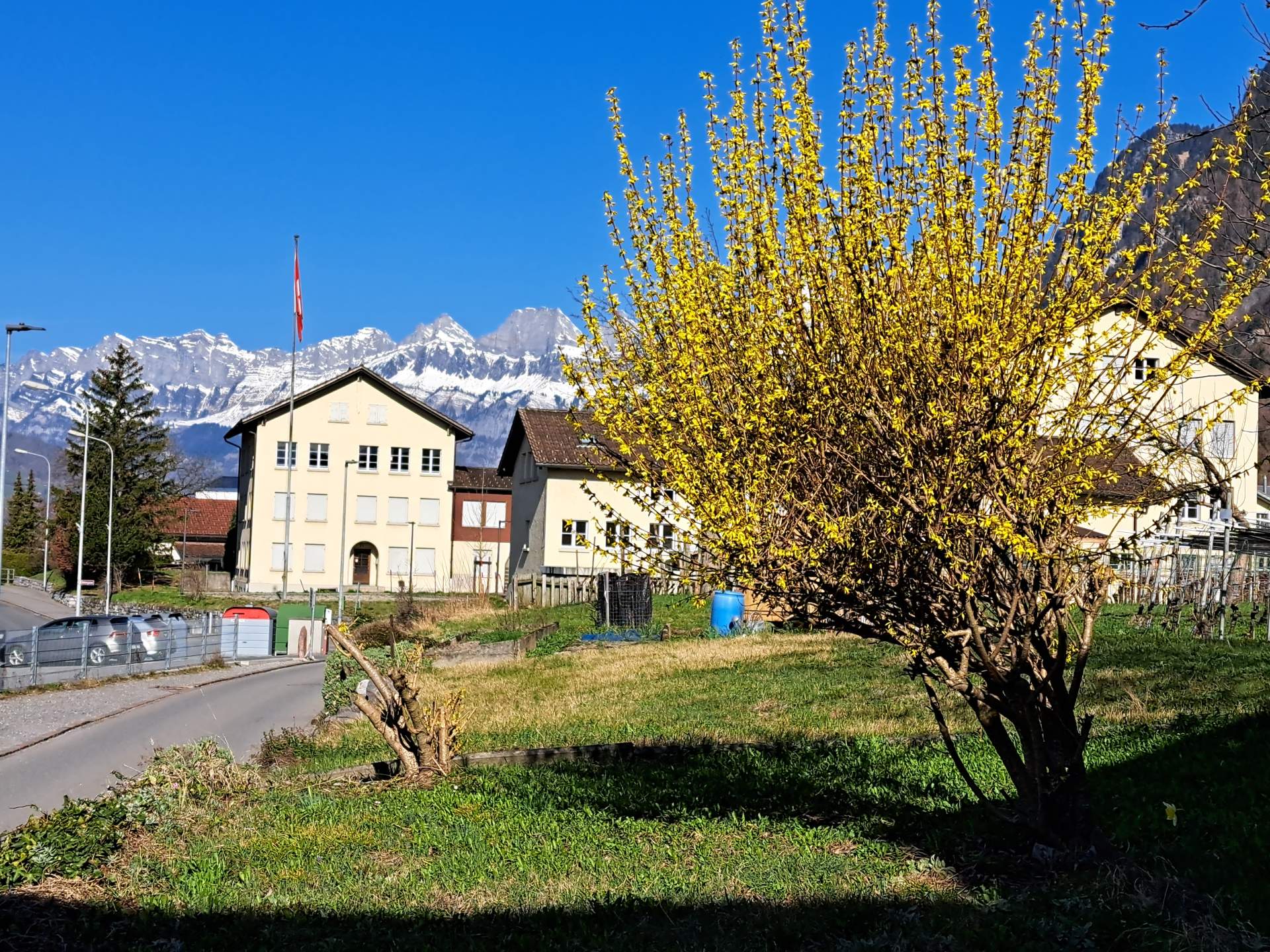 Fig. 4: Currently blooming forsythia bush in Sarganserland (in the background the snow-covered Churfirsten); Source: Roger Perret