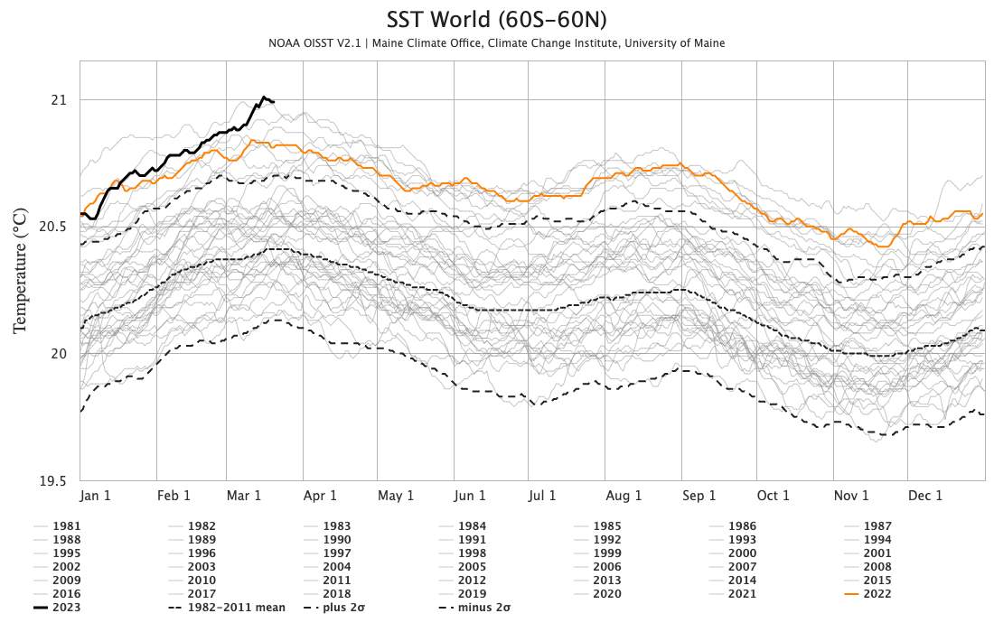 Abb. 2: Verlauf der mittleren globalen Meeresoberflächentemperatur für die Jahre1981-2023; Quelle: NOAA, University of Maine