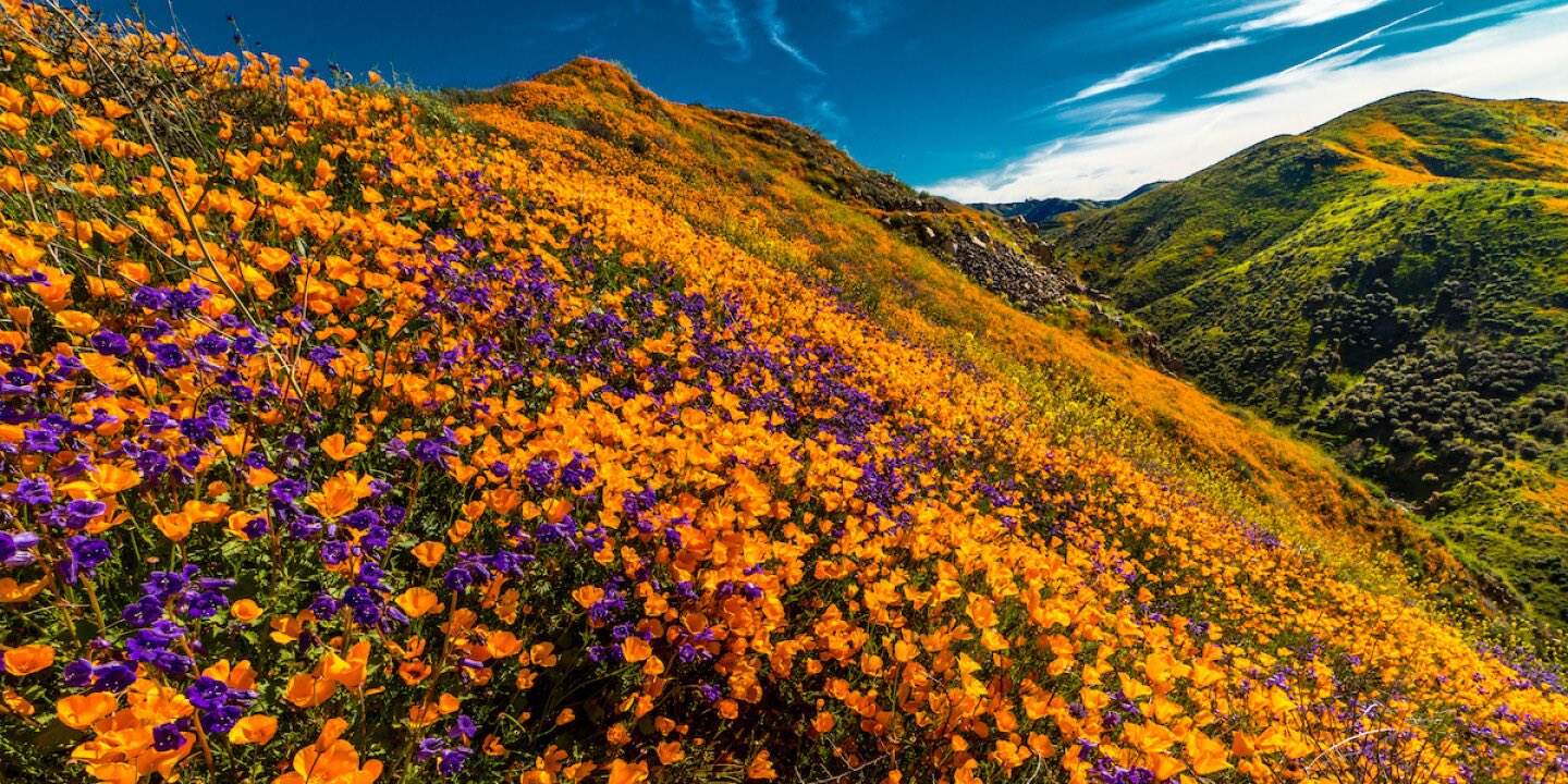 Superfloraison en Californie ces derniers jours; Source: Twitter : Mo Latno Bill Phelan @MoBill