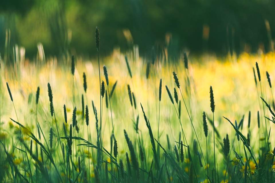 Fig. 3: Le pollen de graminées était souvent présent dans l'air en concentrations importantes à très importantes de fin mai à début juillet.; Source: pixabay