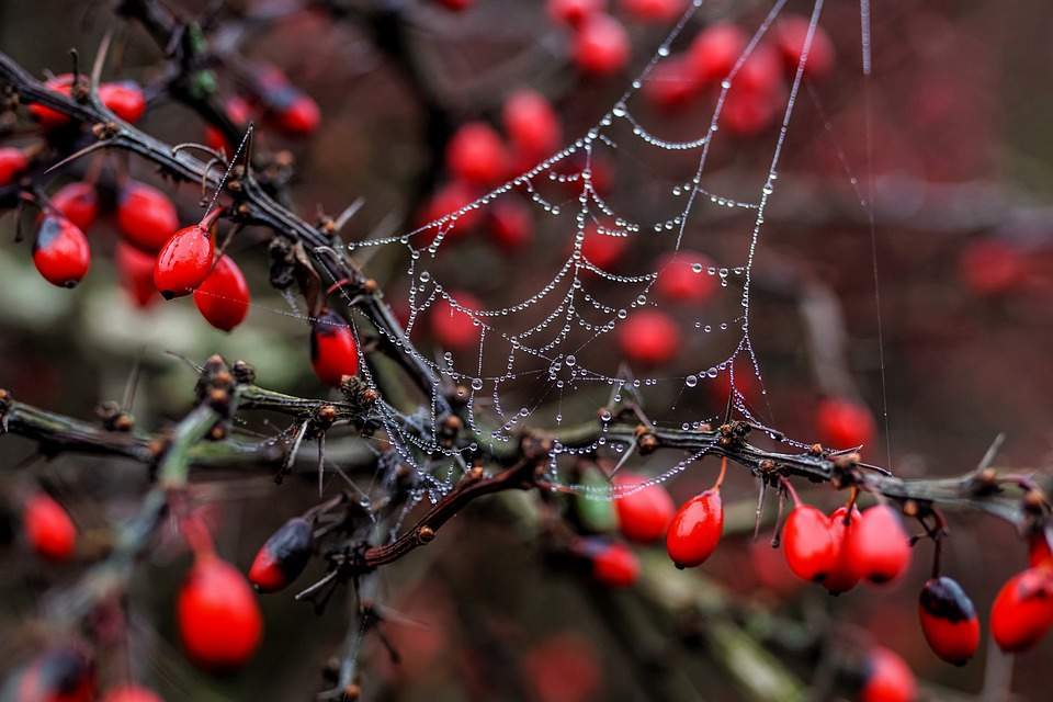 Fig. 3: Probable namesakes for Indian summer: spider webs with dew drops; Source: pixabay