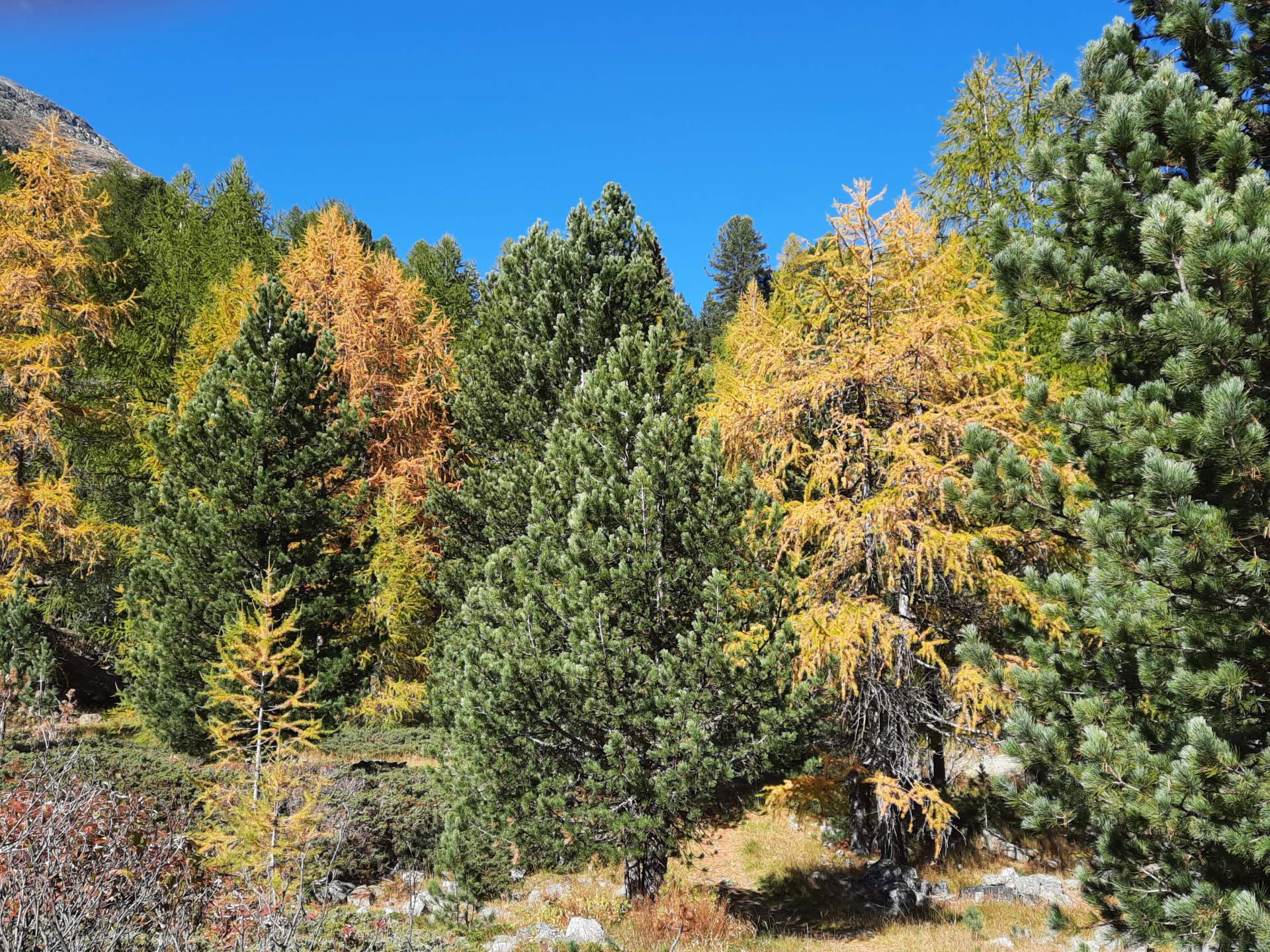Fig. 2: Discolored larches in Indian summer in the Engadine (Morteratsch); Source: Roger Perret