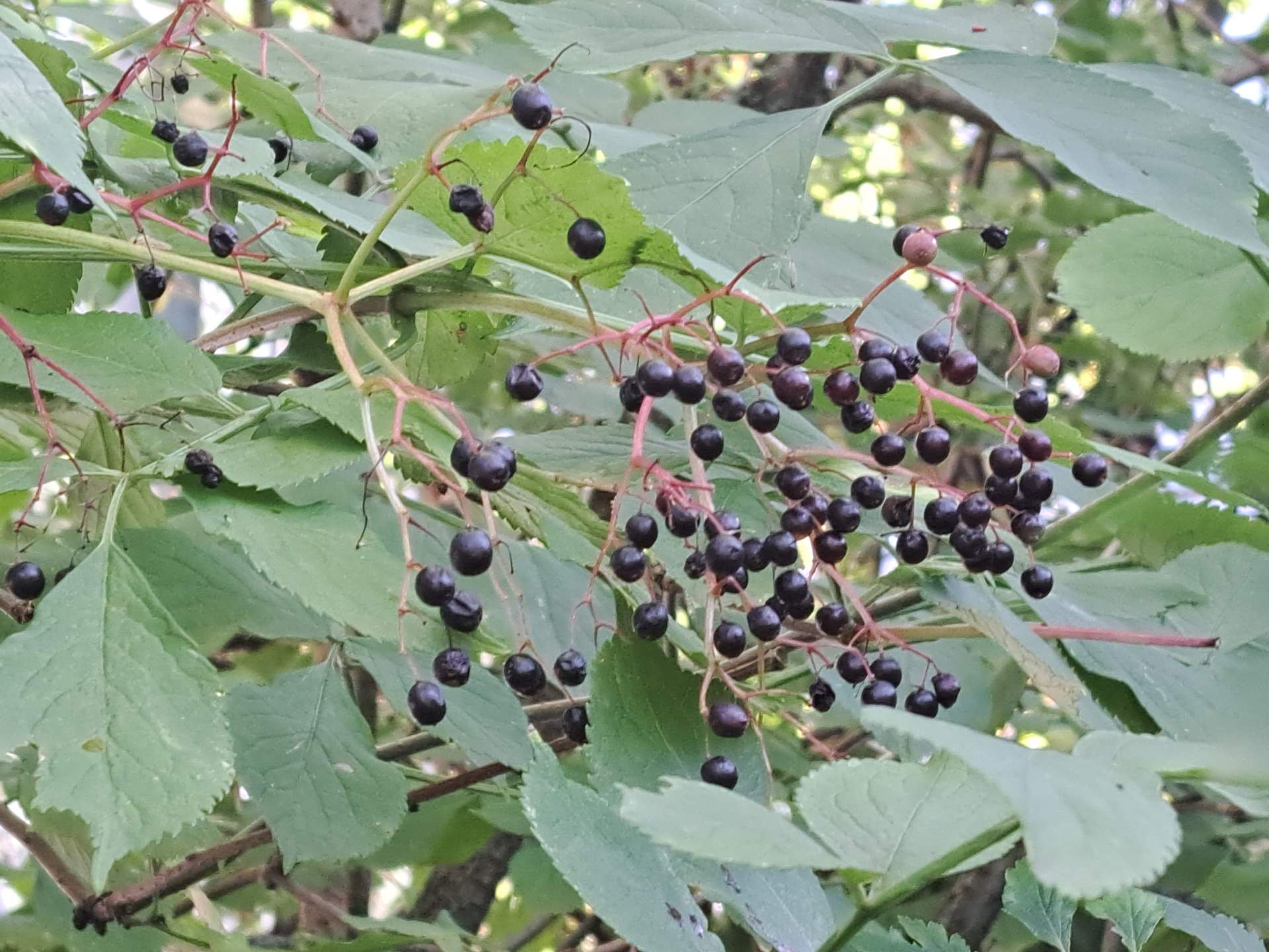 Fig. 6: Ripe black elderberry in Sarganserland; Source: Roger Perret