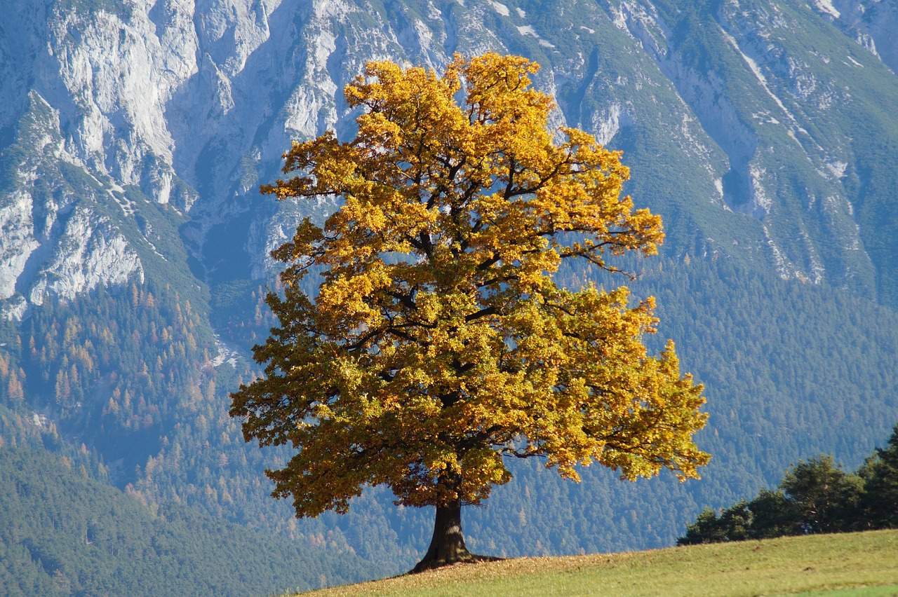Abb. 2: Bergahorn im Herbst; Quelle: pixabay