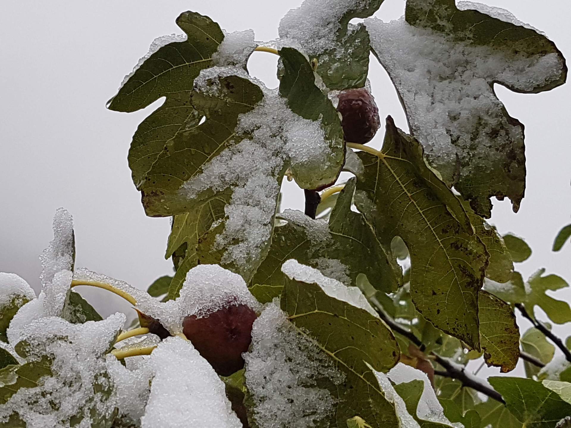 Fig. 1: Il 28 ottobre 2018, i fichi maturi nel Sarganserland sono stati sorpresi dalla neve.; Fonte: Roger Perret