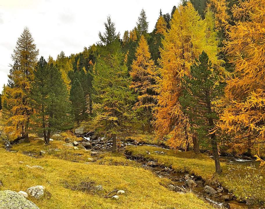 Fig. 3: Autumn larches in Engadine colored yellow; Source: Roger Perret