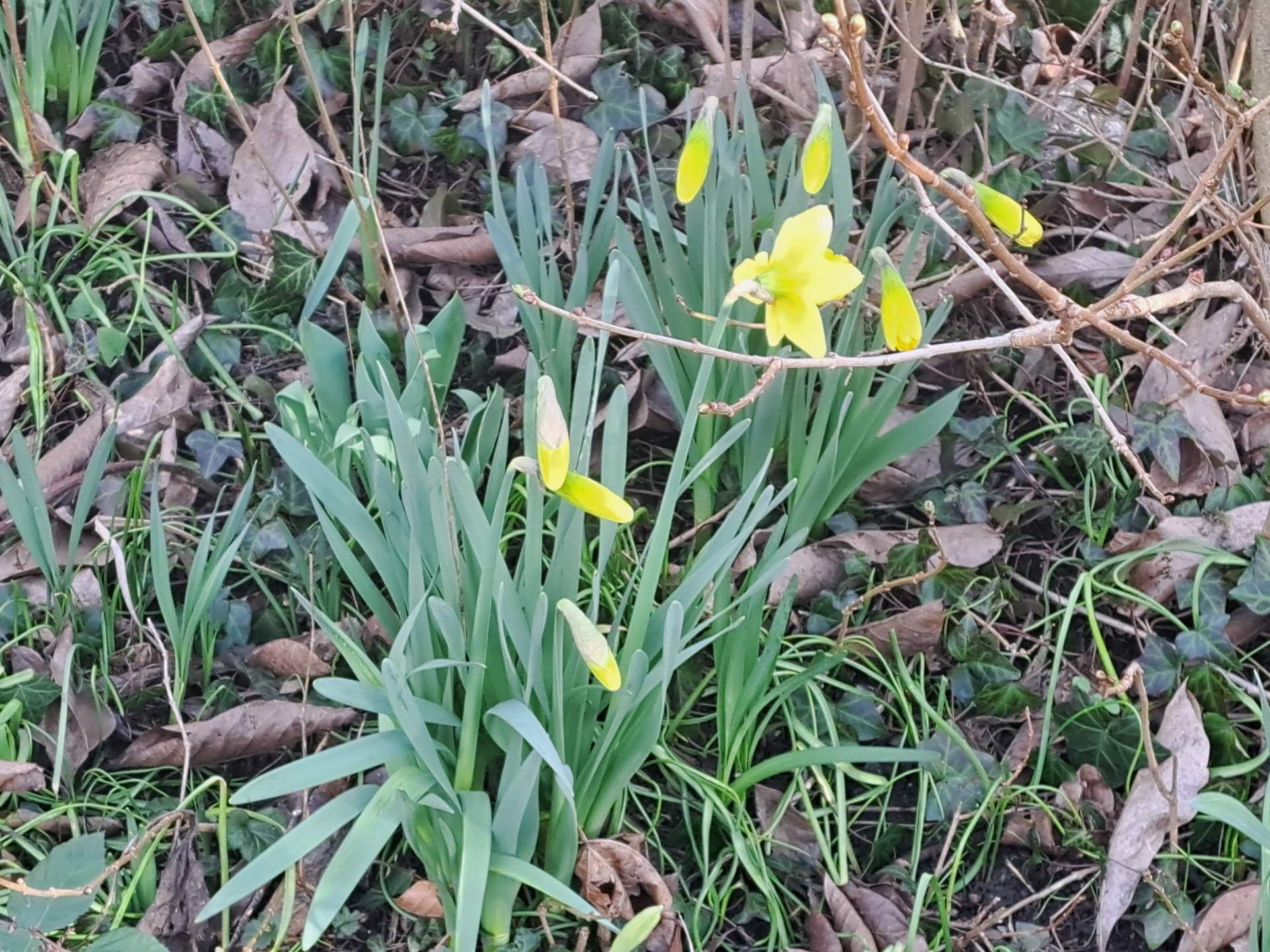 Fig. 6: Primi narcisi in fiore a Sarganserland; Fonte: Bild: Roger Perret