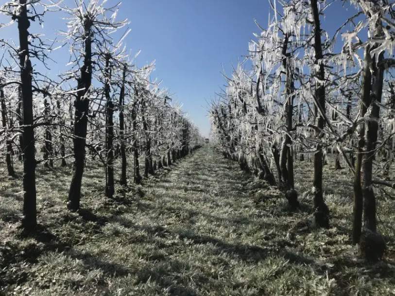 Fig. 7: L'irrigazione a corona contro le gelate tardive sugli alberi da frutto è sempre più necessaria.; Fonte: certiseurope.de