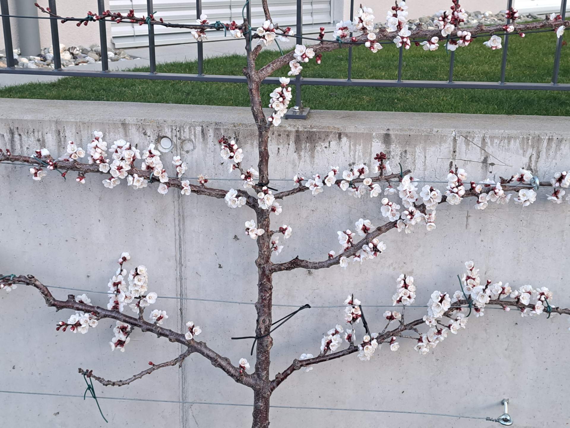 Fig. 3: L'albero di albicocche attualmente in fiore nel Sarganserland; Fonte: Bild: Roger Perret