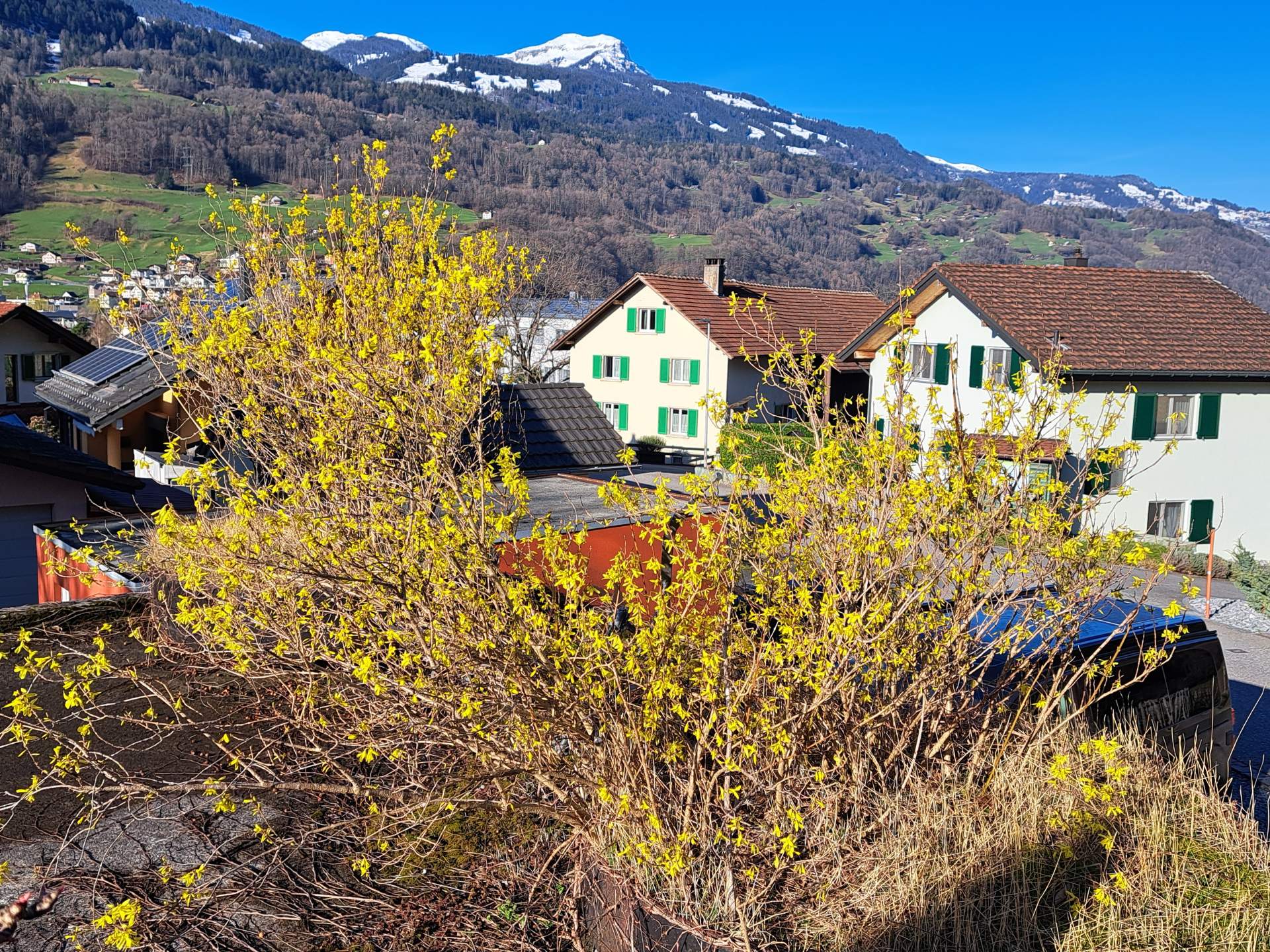 Fig. 4: Forsythia currently in bloom in Sarganserland, the first spring has already begun; Source: Foto: Roger Perret