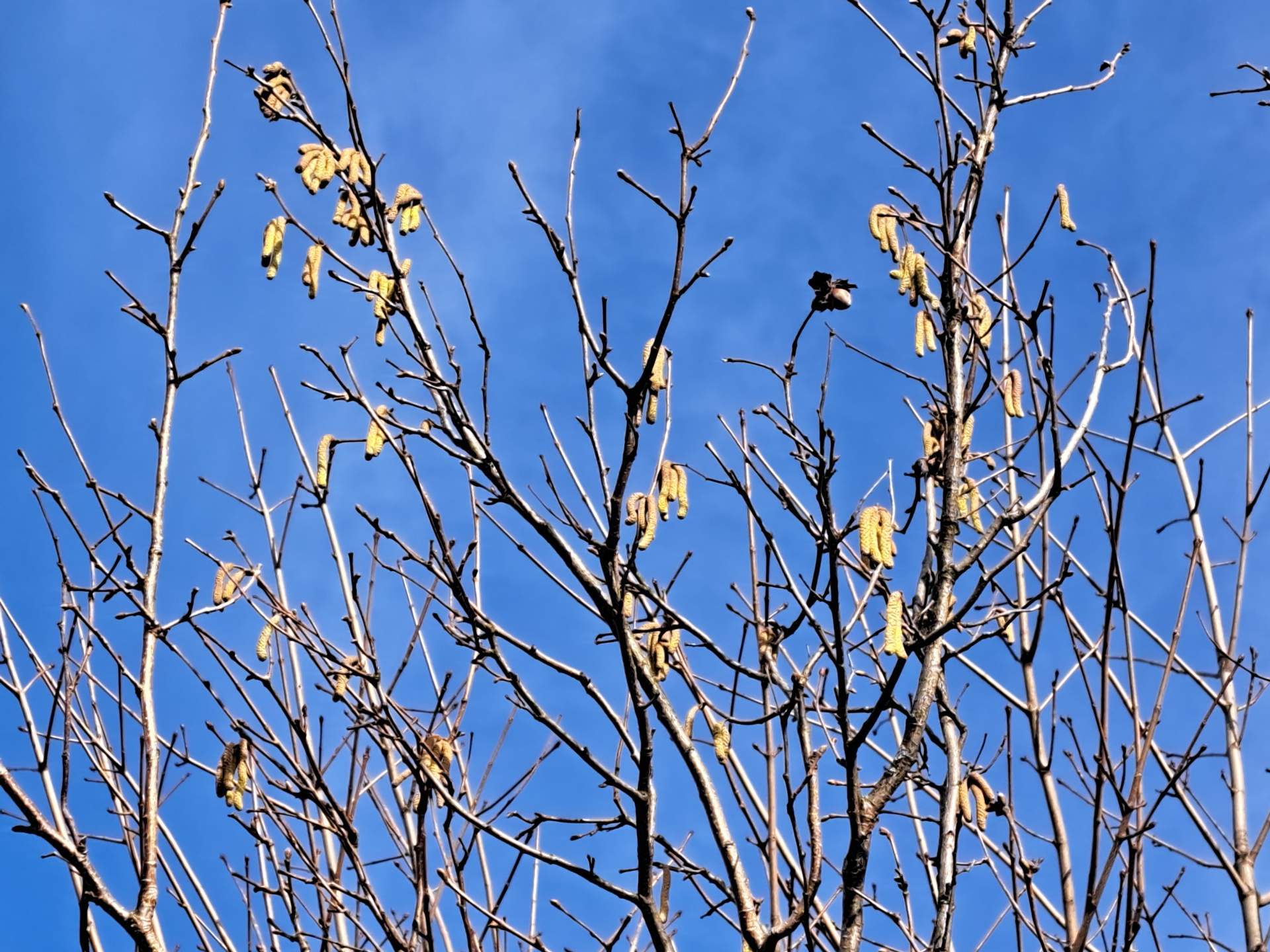 Fig. 3: Un cespuglio di noccioli in fiore alla fine di gennaio nel Sarganserland; Fonte: Foto: Roger Perret