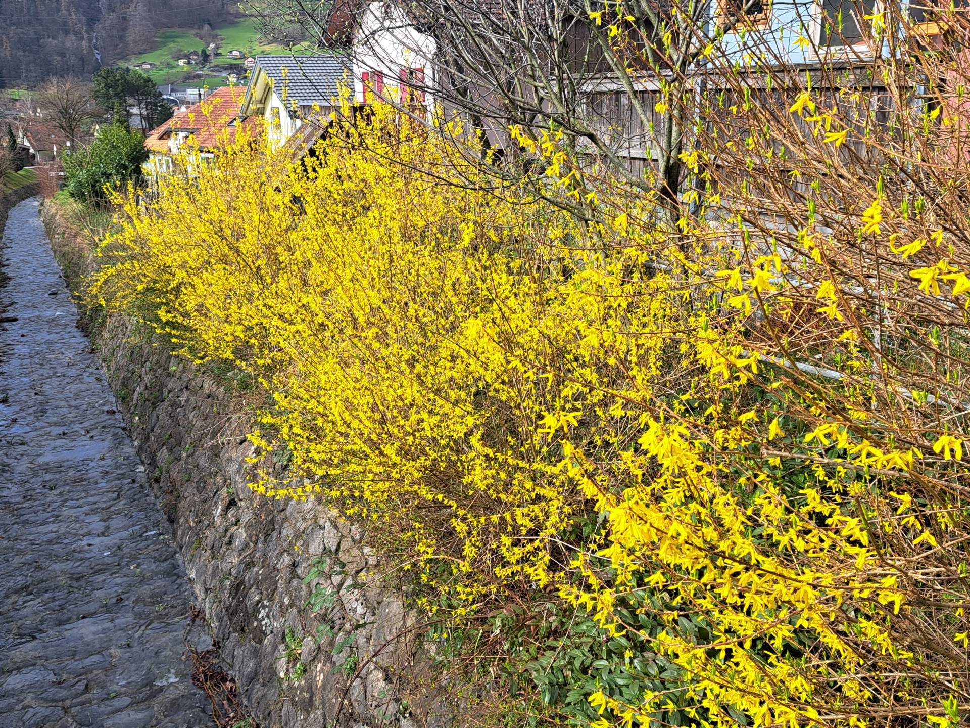 Fig. 3: The forsythia have been flowering for some time. On average, they start to bloom at the end of March/beginning of April (picture from Sarganserland); Source: Foto: Roger Perret