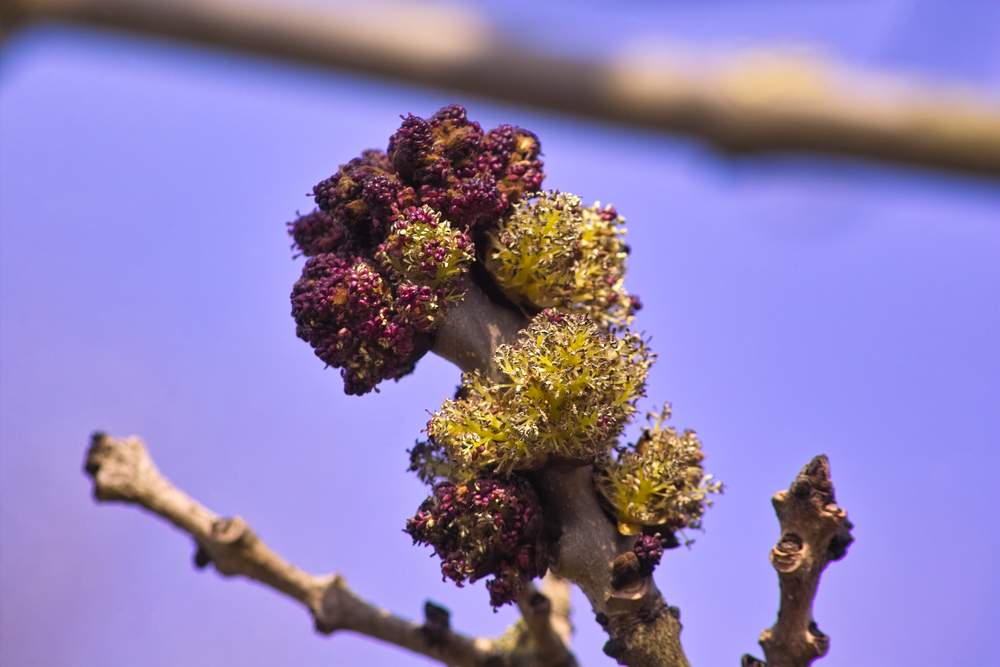 Fig. 1: The ash trees are currently in bloom at low altitudes, but the flowers are quite inconspicuous; Source: pixabay