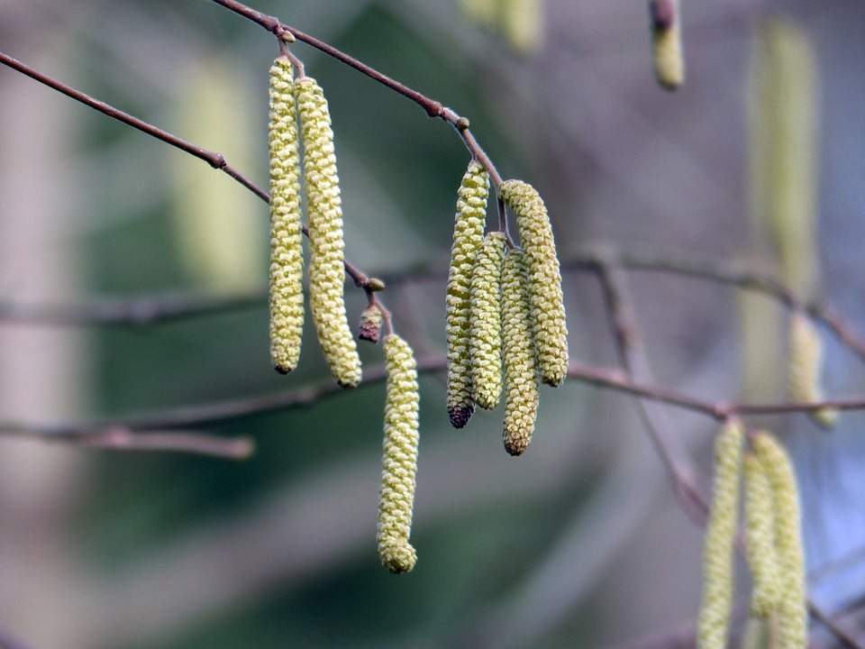 Fig. 3: Birch catkins are already spreading their first pollen; Source: pixabay