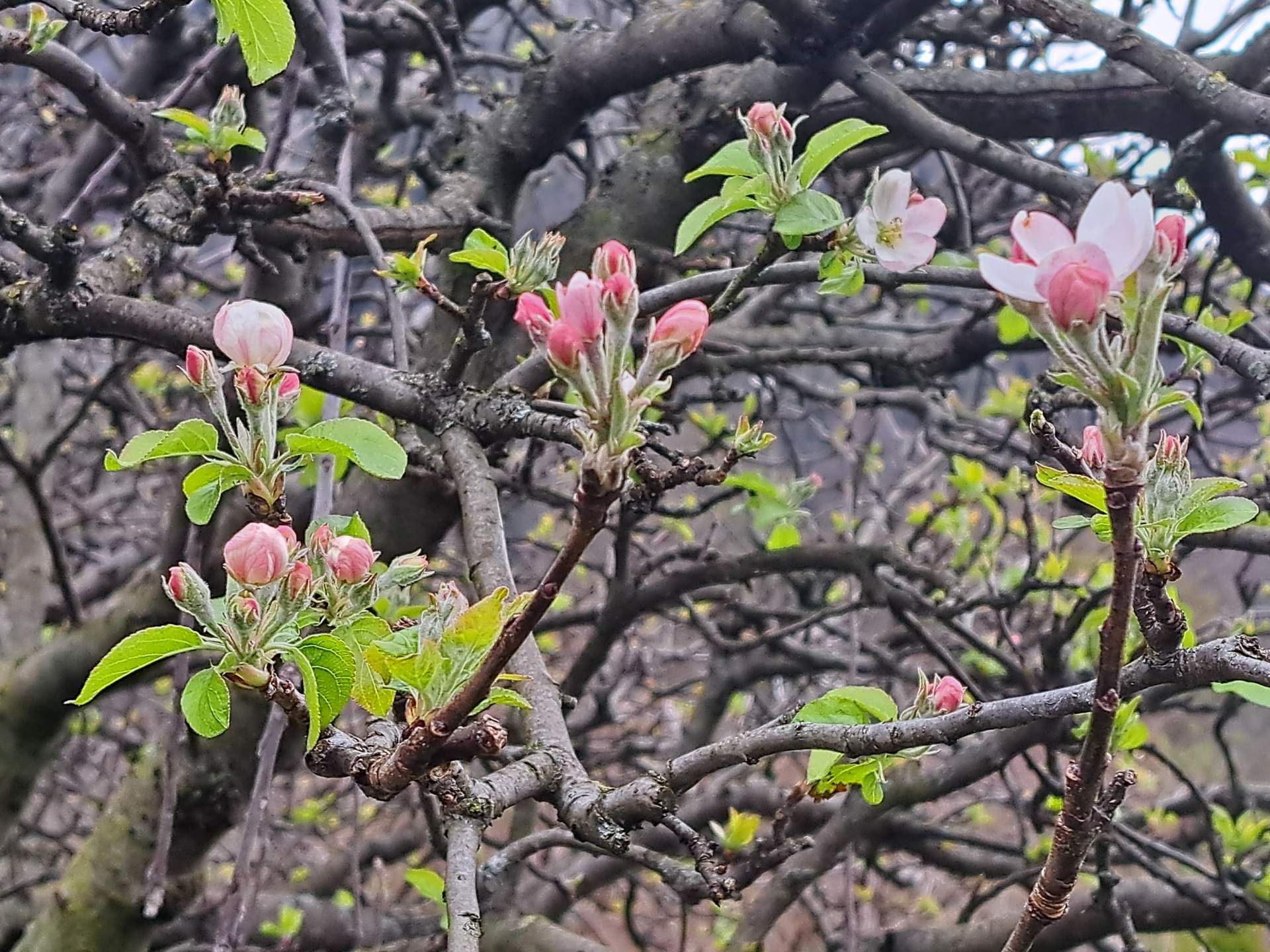 Abb. 3: Aktuell erste Apfelblüten im Sarganserland; Quelle: Bild: Roger Perret