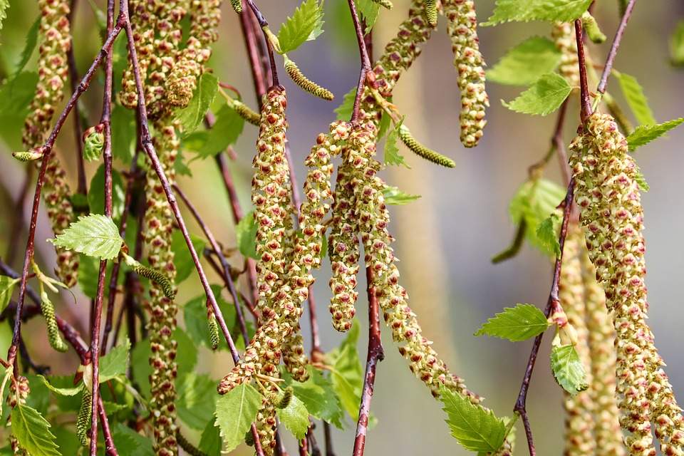 Fig. 1: The highly allergenic pollen-producing birch trees are currently in bloom; Source: pixabay