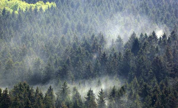 Fig. 1: Pollen clouds in coniferous forests; Source: Bild: Roger Perret