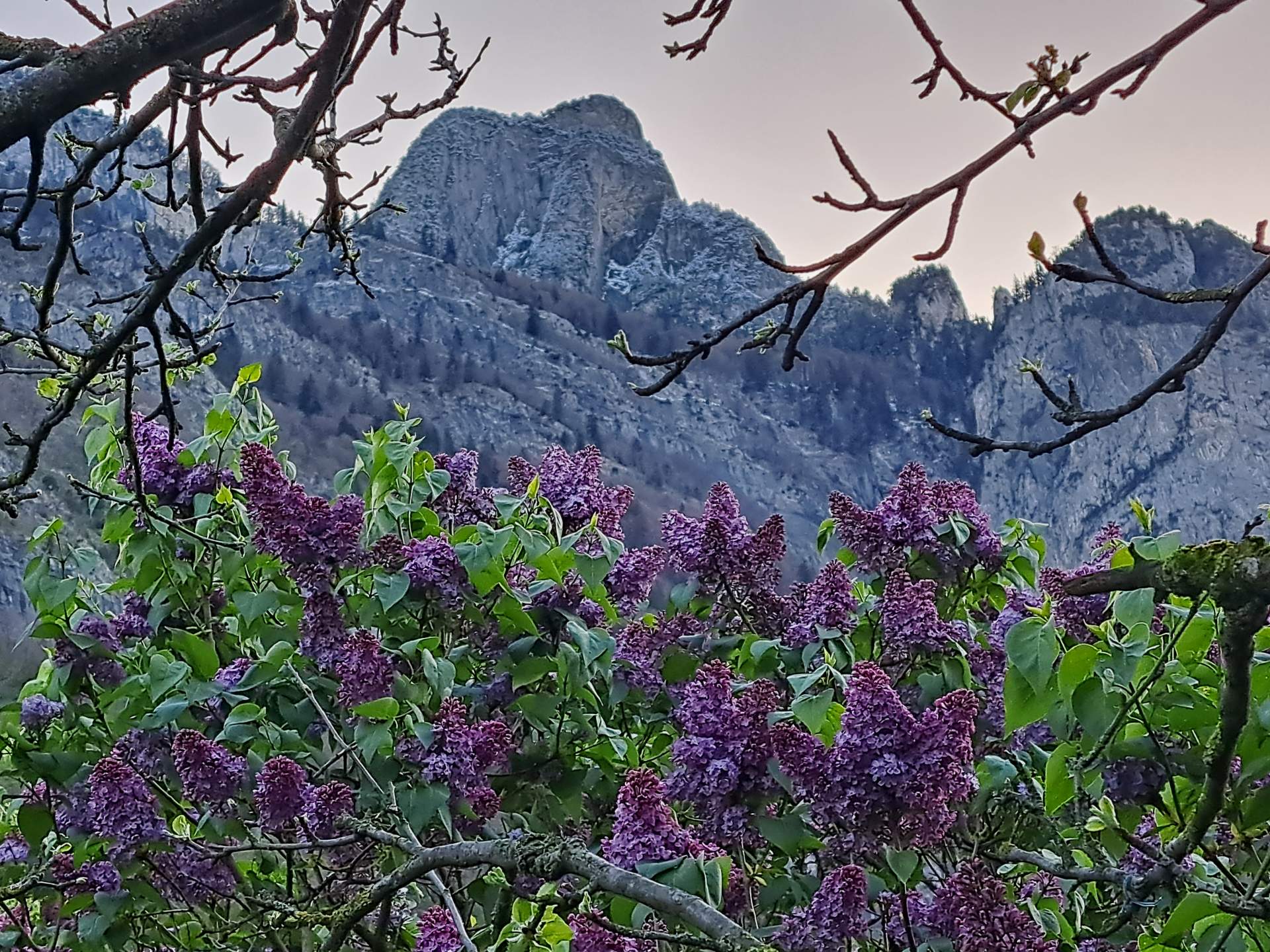 Fig. 6: Lilacs currently in bloom in Sarganserland; Source: Bild: Roger Perret