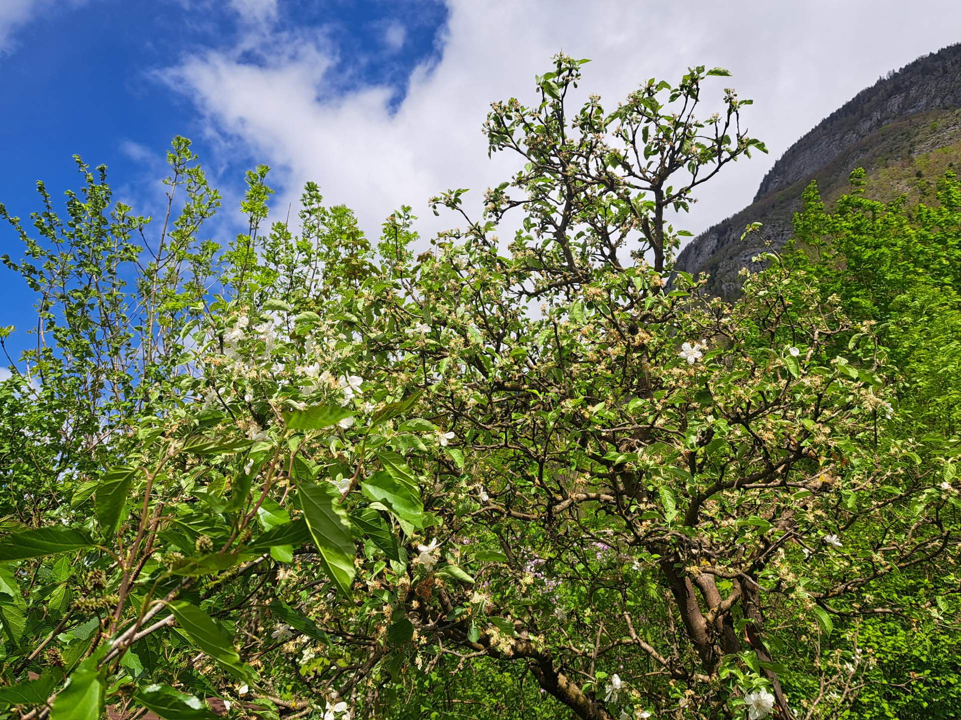 Abb. 2: Im Sarganserland ist die Apfelbaumblüte bereits weitgehend zu Ende; Quelle: Bild: Roger Perret