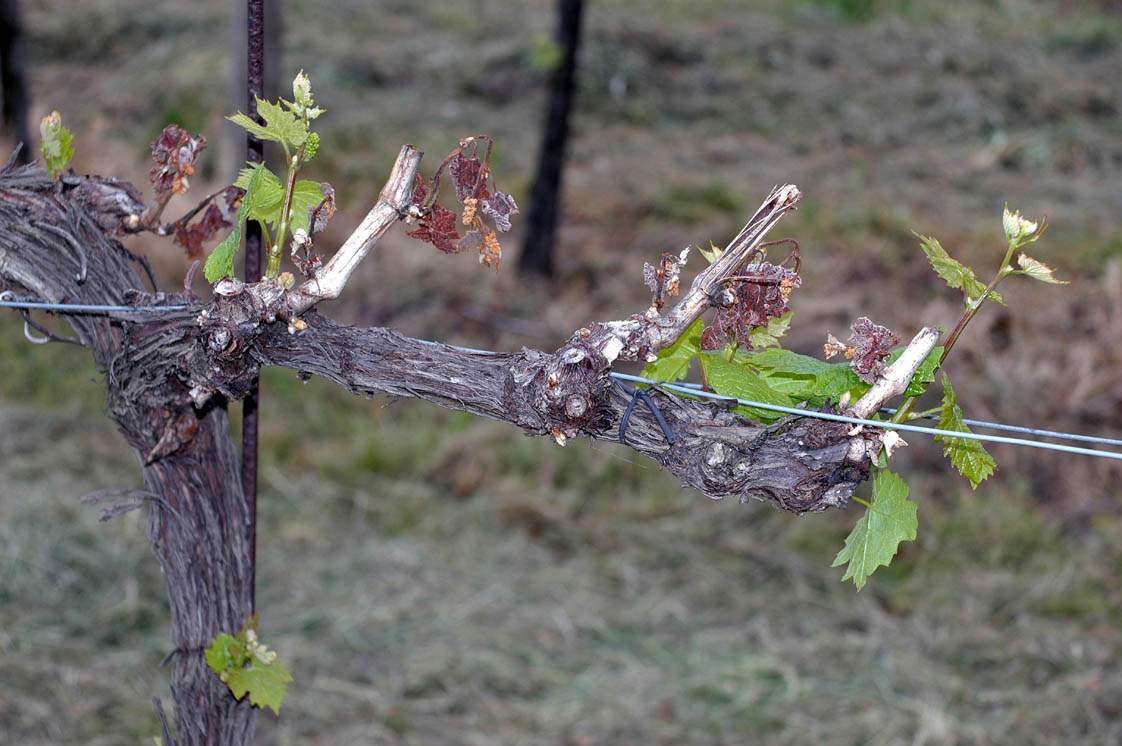 Fig. 1: Dommages causés aux vignes par le gel tardif; Source: wikipedia